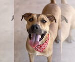 Small American Pit Bull Terrier-Rhodesian Ridgeback Mix