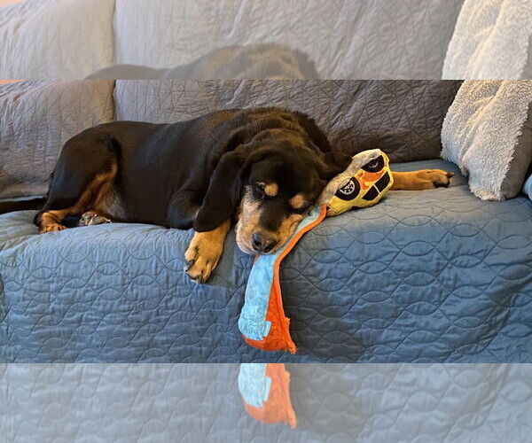 Medium Photo #3 Bloodweiler Puppy For Sale in Princeton, MN, USA