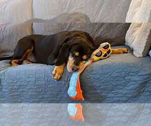 Winny - Female Bloodweiler Dog for Adoption - Photo #3