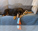 Small #2 Bloodweiler