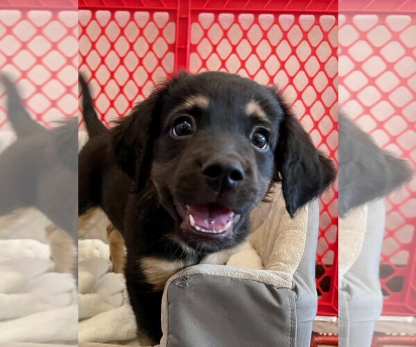 Medium Photo #3 Colonial Cocker Spaniel-Unknown Mix Puppy For Sale in Agoura Hills, CA, USA