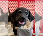 Small #2 Colonial Cocker Spaniel Mix