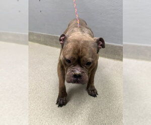 Medium Bulldog Mix