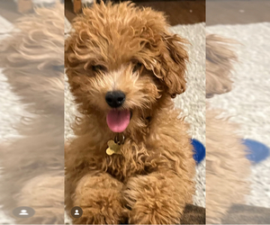 Mother of the Goldendoodle (Miniature) puppies born on 07/26/2025