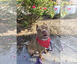 Small #4 American Pit Bull Terrier Mix