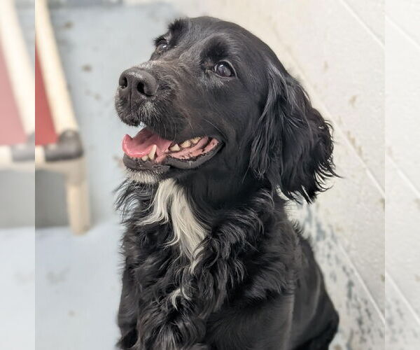 Medium Photo #5 English Springer Spaniel-Unknown Mix Puppy For Sale in Rootstown, OH, USA