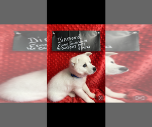Alaskan Klee Kai Puppy for sale in BRAINTREE, MA, USA