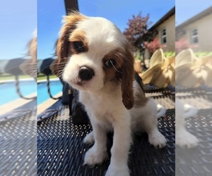 Cavalier King Charles Spaniel Puppy for sale in TEMPLETON, CA, USA