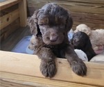 Small Photo #8 Goldendoodle Puppy For Sale in MORELAND, GA, USA