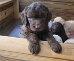 Small #2 Goldendoodle