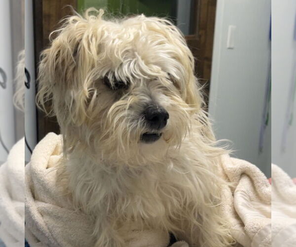 Medium Photo #1 Maltese-Unknown Mix Puppy For Sale in Chico, CA, USA