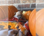 Puppy 5 French Bulldog