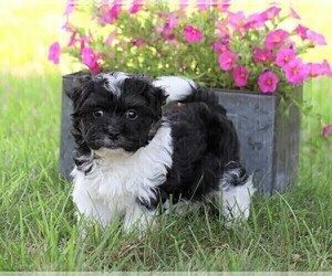 Havanese Puppy for sale in FREDERICKSBG, OH, USA