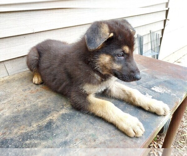 Medium Photo #1 German Shepherd Dog Puppy For Sale in MONROE, NC, USA