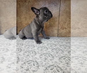 French Bulldog Puppy for sale in FRESNO, CA, USA