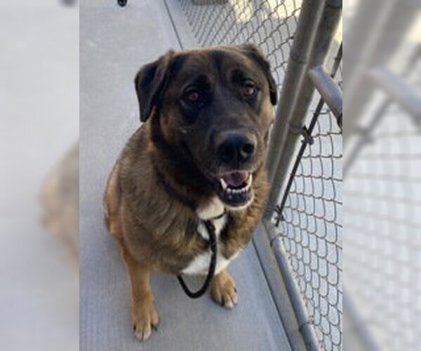 Medium Photo #1 Akita Puppy For Sale in Salinas, CA, USA