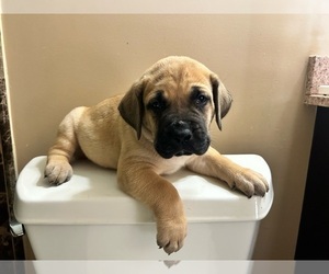 Presa Canario Puppy for sale in CHARLES TOWN, WV, USA
