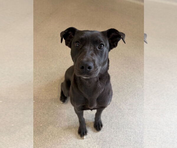 Medium Photo #3 Mutt Puppy For Sale in Jefferson, WI, USA