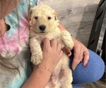 Small #1 Labradoodle mix (+ Poodle Standard)