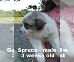 Small Photo #2 Great Pyrenees Puppy For Sale in HILLSVILLE, VA, USA
