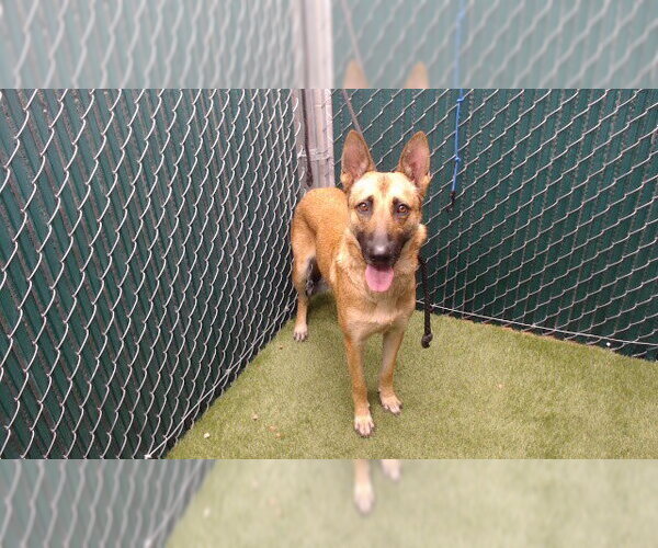Medium Photo #1 German Shepherd Dog Puppy For Sale in Downey, CA, USA