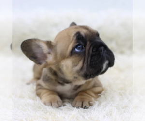 French Bulldog Puppy for sale in BOSTON, MA, USA
