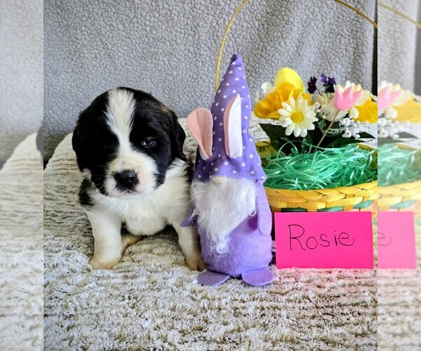 Medium Photo #12 Saint Bernard Puppy For Sale in CONVOY, OH, USA