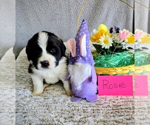 Medium Saint Bernard