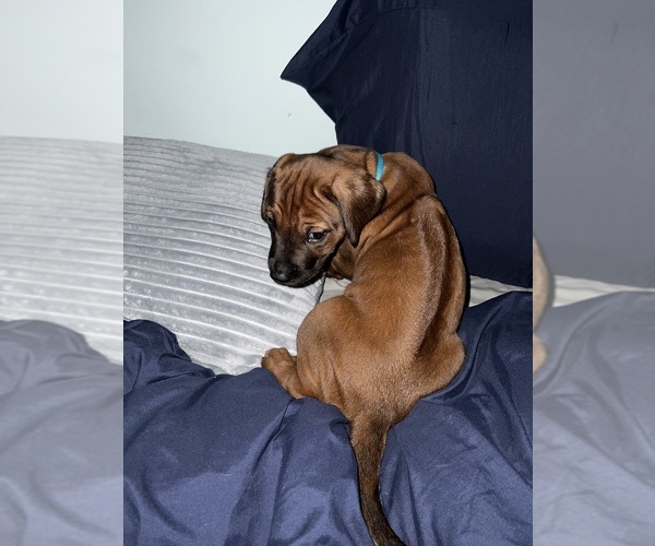 Medium Photo #20 Rhodesian Ridgeback Puppy For Sale in MURFREESBORO, TN, USA