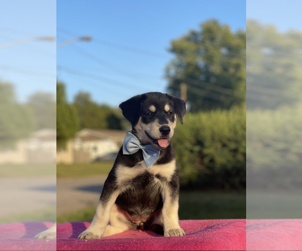 Medium Photo #3 Goberian Puppy For Sale in ANTIOCH, TN, USA