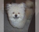Small Photo #15 Shiranian Puppy For Sale in HAYWARD, CA, USA