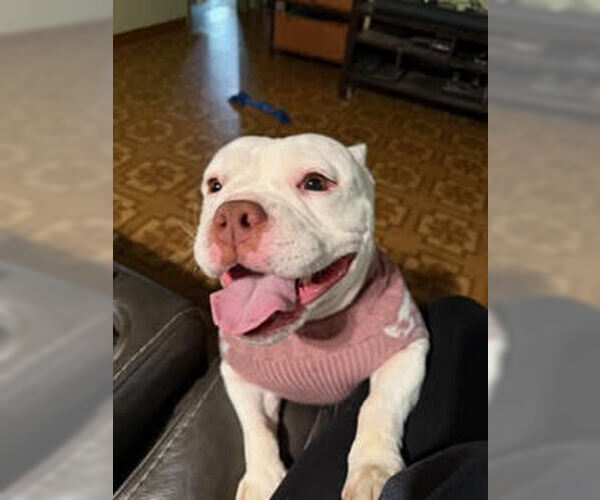 Medium Photo #8 Bulldog-Unknown Mix Puppy For Sale in Crete, IL, USA