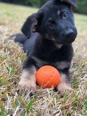 German Shepherd Dog Puppy for sale in KATY, TX, USA