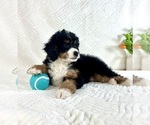 Small #4 Miniature Bernedoodle