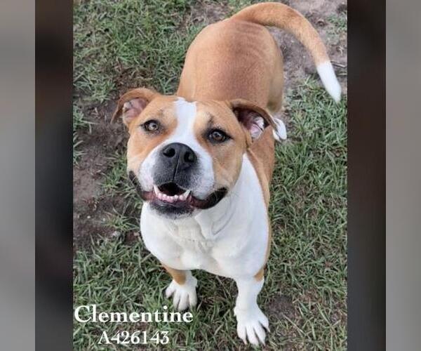 Medium Photo #2 Mutt Puppy For Sale in Conroe, TX, USA