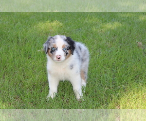 Australian Shepherd Puppy for sale in SARAH, MS, USA