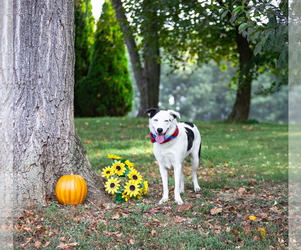 Medium Photo #5 Border Collie-Huskies  Mix Puppy For Sale in Unionville, PA, USA