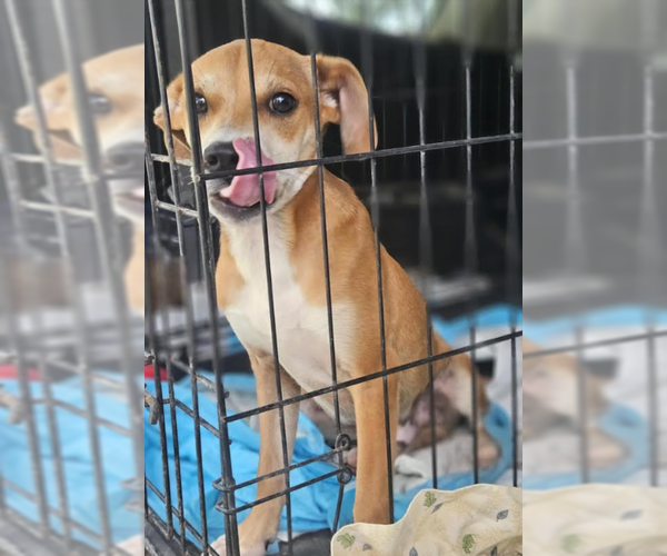 Medium Photo #7 Chihuahua-Unknown Mix Puppy For Sale in Cranston, RI, USA