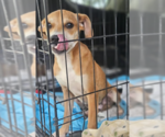 Small #6 Chihuahua Mix