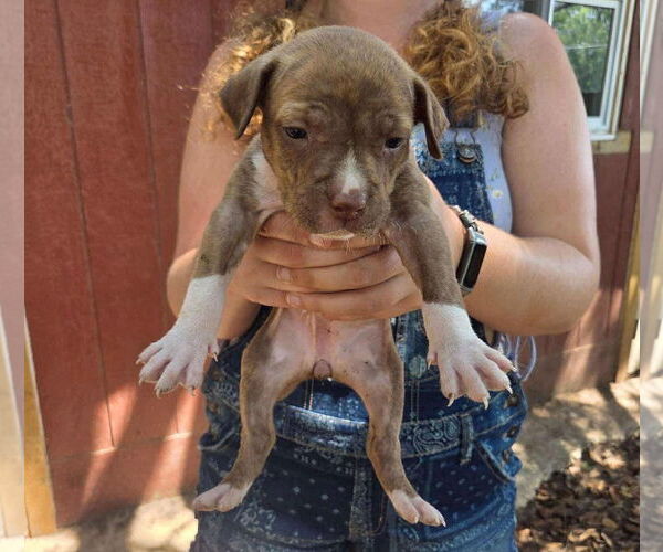 Medium Photo #4 American Pit Bull Terrier-Labrador Retriever Mix Puppy For Sale in Princeton, MN, USA