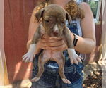 Small #3 American Pit Bull Terrier-Labrador Retriever Mix