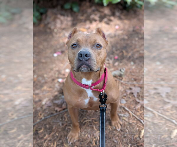 Medium Photo #3 Mutt Puppy For Sale in Virginia Beach, VA, USA