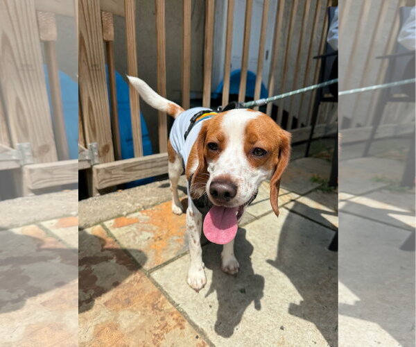 Medium Photo #6 Beagle Puppy For Sale in Oakhurst, NJ, USA