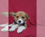 Small Photo #6 Pembroke Welsh Corgi Puppy For Sale in CHRISTIANA, PA, USA