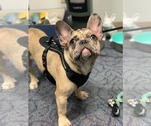 Mother of the French Bulldog puppies born on 12/23/2024