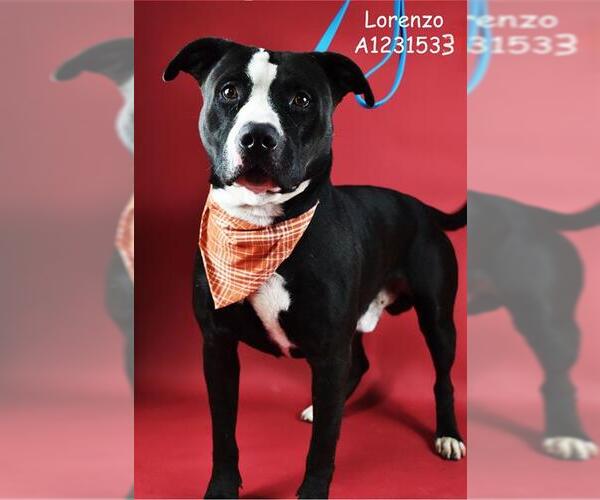 Medium Photo #1 American Pit Bull Terrier Puppy For Sale in Bakersfield, CA, USA