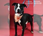 Small American Pit Bull Terrier
