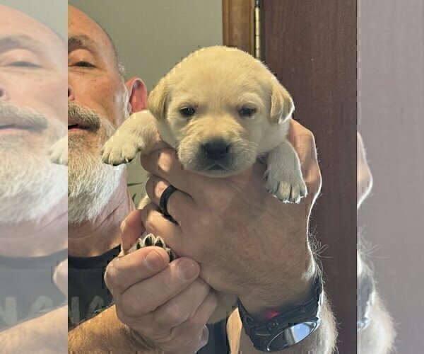 Medium Photo #33 Labrador Retriever Puppy For Sale in HIGH POINT, NC, USA