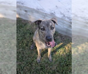 Mutt Dogs for adoption in Houston, TX, USA