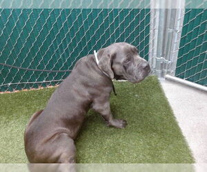 Mutt Dogs for adoption in Downey, CA, USA